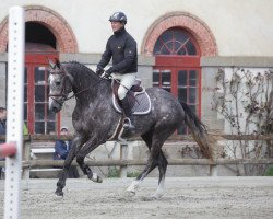 Springpferd Avec Joy de Tus (Selle Français, 2010, von Duc du Murier)