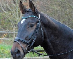 jumper Modus (German Sport Horse, 2010, from Syriano)