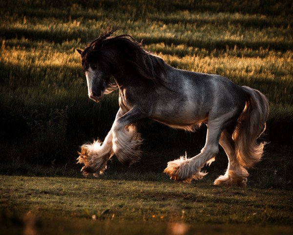 Deckhengst Blue Ocean (Tinker / Irish Cob / Gypsy Vanner, 2011)