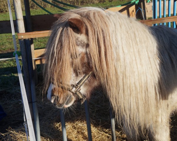 Deckhengst Leiko v.d.Geest (Shetland Pony, 1991, von Leopold v.d. Strengstraat)