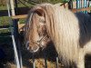 Deckhengst Leiko v.d.Geest (Shetland Pony, 1991, von Leopold v.d. Strengstraat)