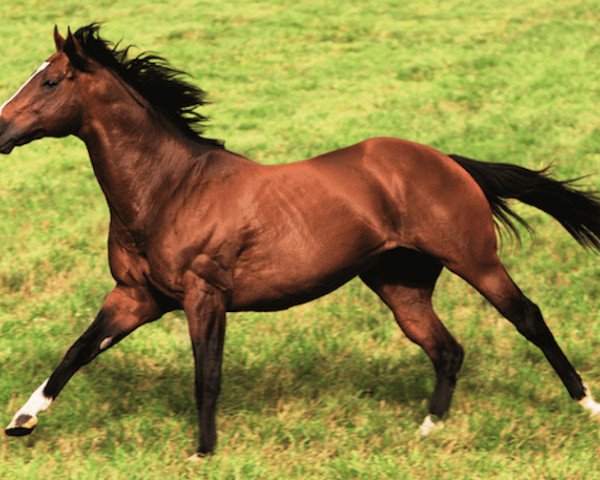 stallion Ad Valorem xx (Thoroughbred, 2002, from Danzig xx)