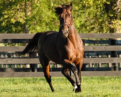 stallion A.P. Warrior xx (Thoroughbred, 2003, from A. P. Indy xx)