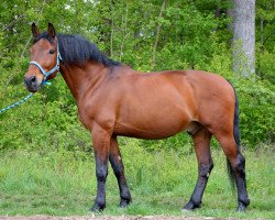 Dressurpferd Teddy (Polnisches Warmblut, 2004)