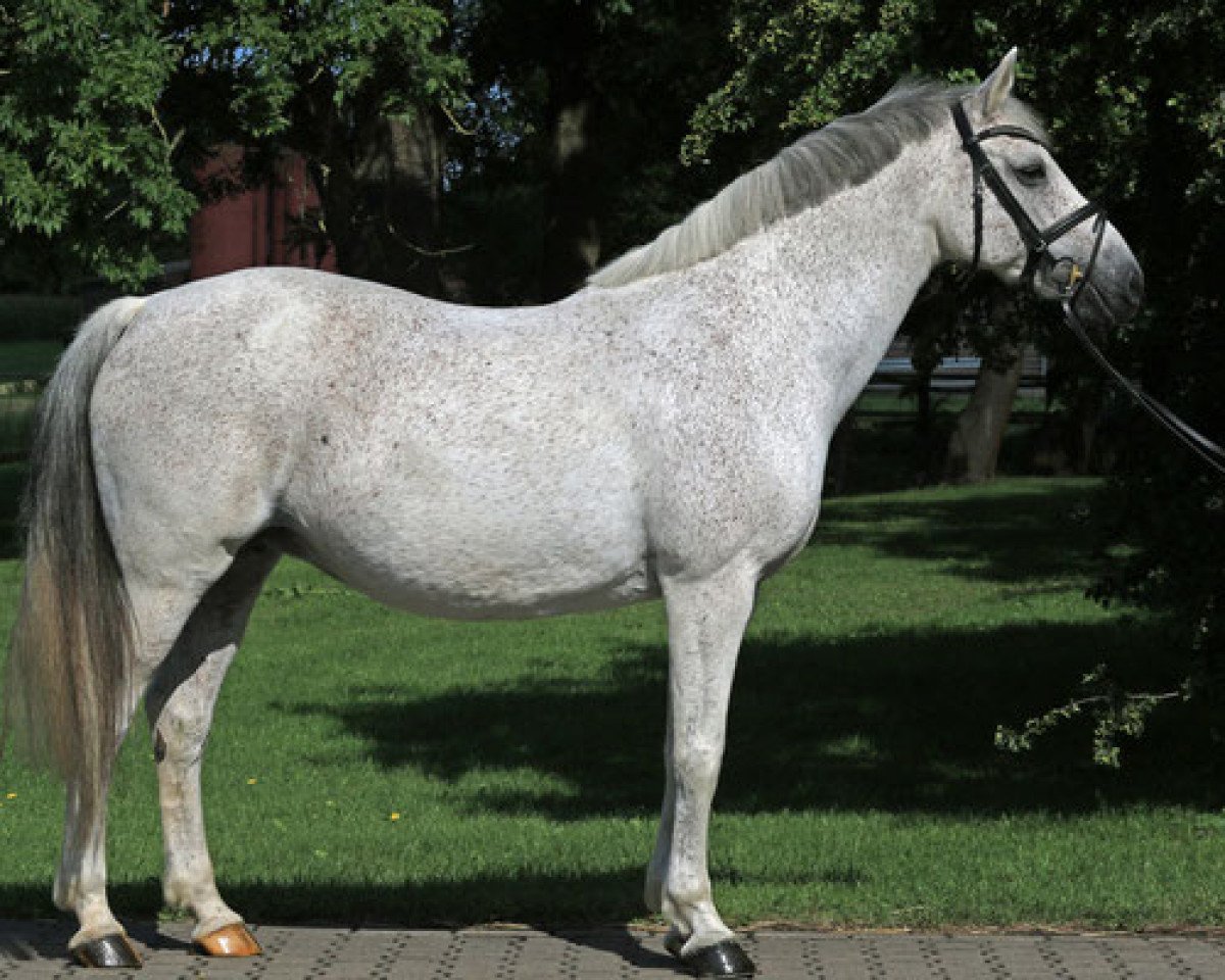 broodmare Cassina (Oldenburg, 1998, from Cassini I)