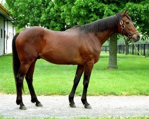 stallion Private Account xx (Thoroughbred, 1976, from Damascus xx)