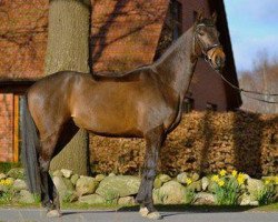 broodmare Lumana (Hanoverian, 2005, from Likoto xx)