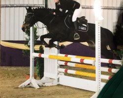 jumper Fleur 456 (German Riding Pony, 2012, from Nadir vom Splitting WE)