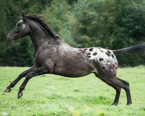 horse Patyk (Great Poland (wielkopolska), 2010, from Pathos)