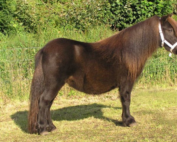 broodmare Sari van de Gathe (Shetland Pony, 2002, from Nicky van de Koudhoorn)