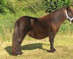 Zuchtstute Sari van de Gathe (Shetland Pony, 2002, von Nicky van de Koudhoorn)