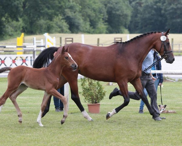broodmare Vayda 3 (Westphalian, 2016, from Vancouver d'Auvray)