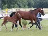 broodmare Vayda 3 (Westphalian, 2016, from Vancouver d'Auvray)