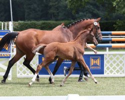 broodmare E-Darling (Westphalian, 2009, from Estobar NRW)