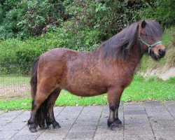 Zuchtstute Morgenster van de Gathe (Shetland Pony, 1997, von Harlando van Wegdam)