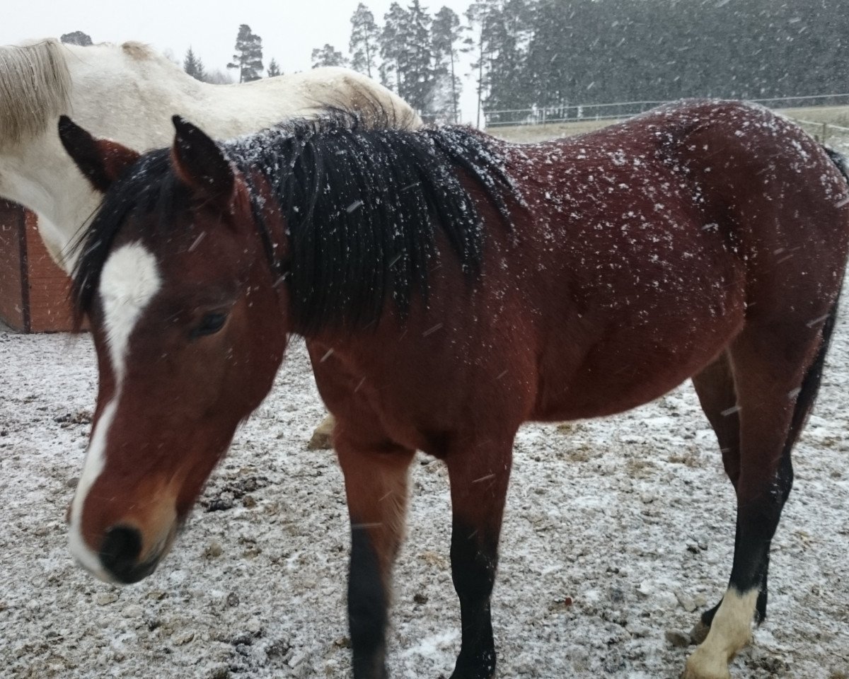 horse Sienna (Württemberger, 2016, from Senna 14)