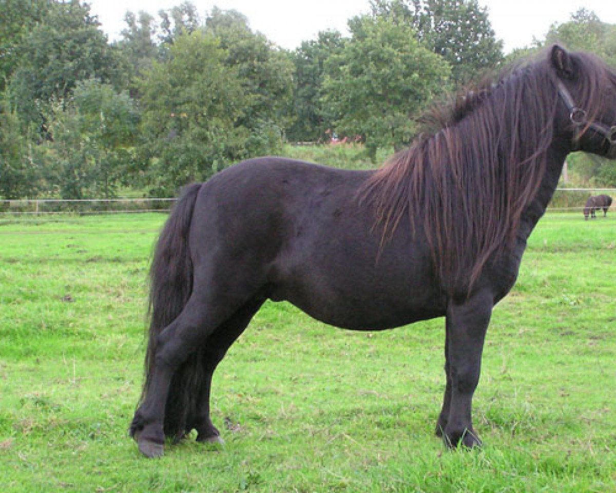 Deckhengst Timo van Bolbergia (Shetland Pony, 2003, von Onyx of Sportview)