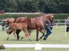 broodmare Sheila 374 (Westphalian, 2005, from Santa Cruz)