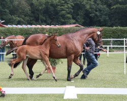 broodmare Sheila 374 (Westphalian, 2005, from Santa Cruz)