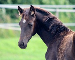 Zuchtstute High Five AWK (Oldenburger, 2016, von Dante Weltino Old)