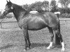 broodmare Priory Whitchazel (New Forest Pony, 1984, from Priory Tickled Pink)