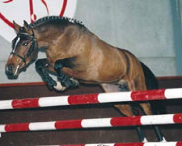 stallion Uphill Jumper Peatwells (Belgian Riding Pony, 1993, from Shining Starr Aristo)