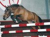 stallion Uphill Jumper Peatwells (Belgian Riding Pony, 1993, from Shining Starr Aristo)