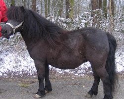 broodmare Geke van de Gathe (Shetland Pony, 1992, from Cupido v.d. Zandkamp)