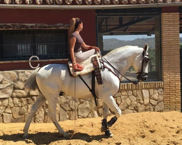 Pferd SEÑOR (Andalusier, 2006)