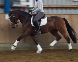 dressage horse Dodi (German Riding Pony, 2013, from Dumbledor AT)