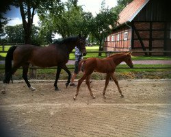 broodmare Naheeds Classic (Oldenburg, 1997, from Naheed ox)