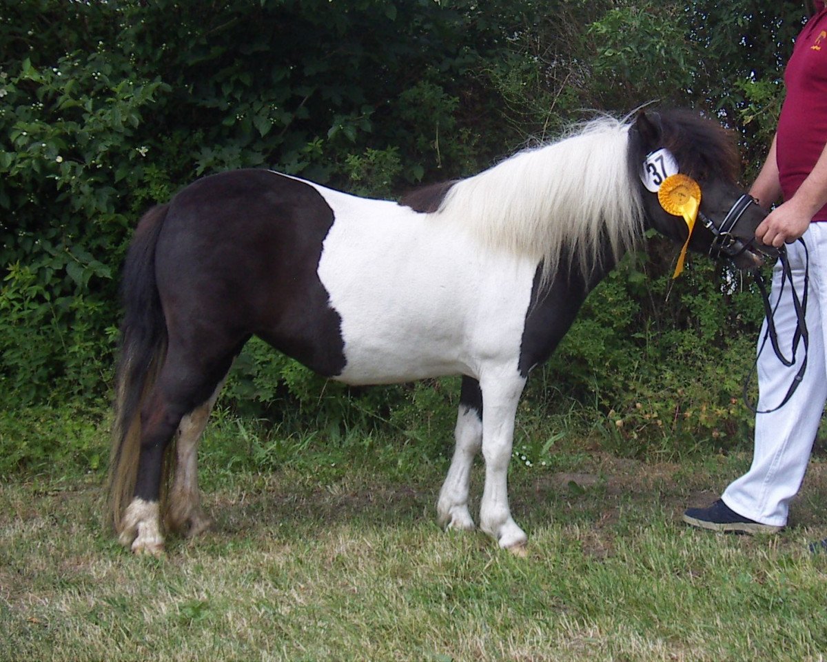 Zuchtstute Usmeha vom Heideblick (Shetland Pony, 2008, von Kronprinz van den Niederlanden)