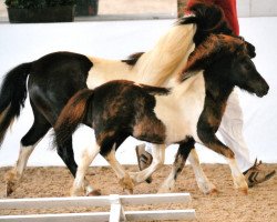 dressage horse Usmaja von der Malchower Aue (Shetland Pony, 2012, from Flamingo)