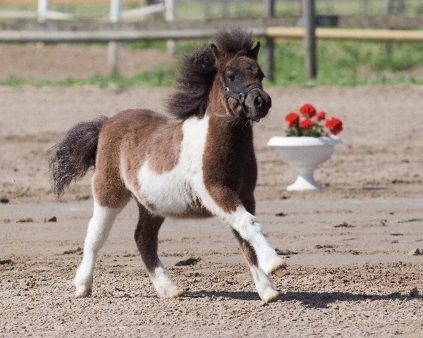 dressage horse Roxana von der Malchower Aue (Dt.Part-bred Shetland pony, 2012, from Flamingo)