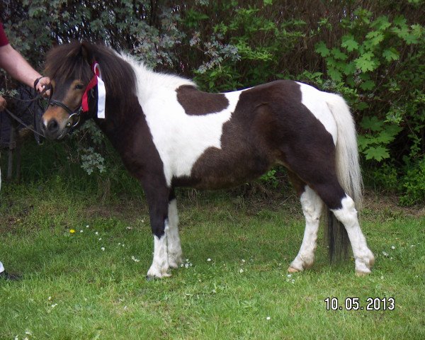 broodmare Pina Lisa (Shetland Pony, 2010, from Putz)