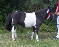 broodmare Ninett von der Jeetzequelle (Shetland Pony, 2008, from Orpheus)