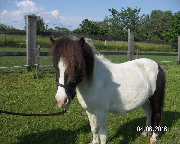 horse Nadja von der Malchower Aue (Shetland Pony, 2014, from Kwintus van Stal Geerhof)