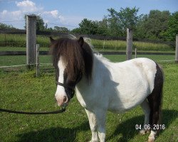 Pferd Nadja von der Malchower Aue (Shetland Pony, 2014, von Kwintus van Stal Geerhof)