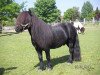 stallion Kwintus van Stal Geerhof (Shetland Pony, 1995, from Newton van Dorpzicht)