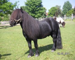 Deckhengst Kwintus van Stal Geerhof (Shetland Pony, 1995, von Newton van Dorpzicht)