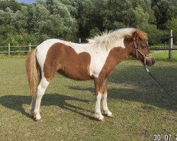 horse Palina von der Malchower Aue (Shetland Pony, 2016, from Häuptlings Sunnyboy)