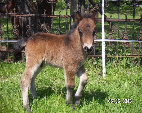 horse Henry von der Malchower Aue (Shetland Pony, 2016, from Häuptlings Sunnyboy)