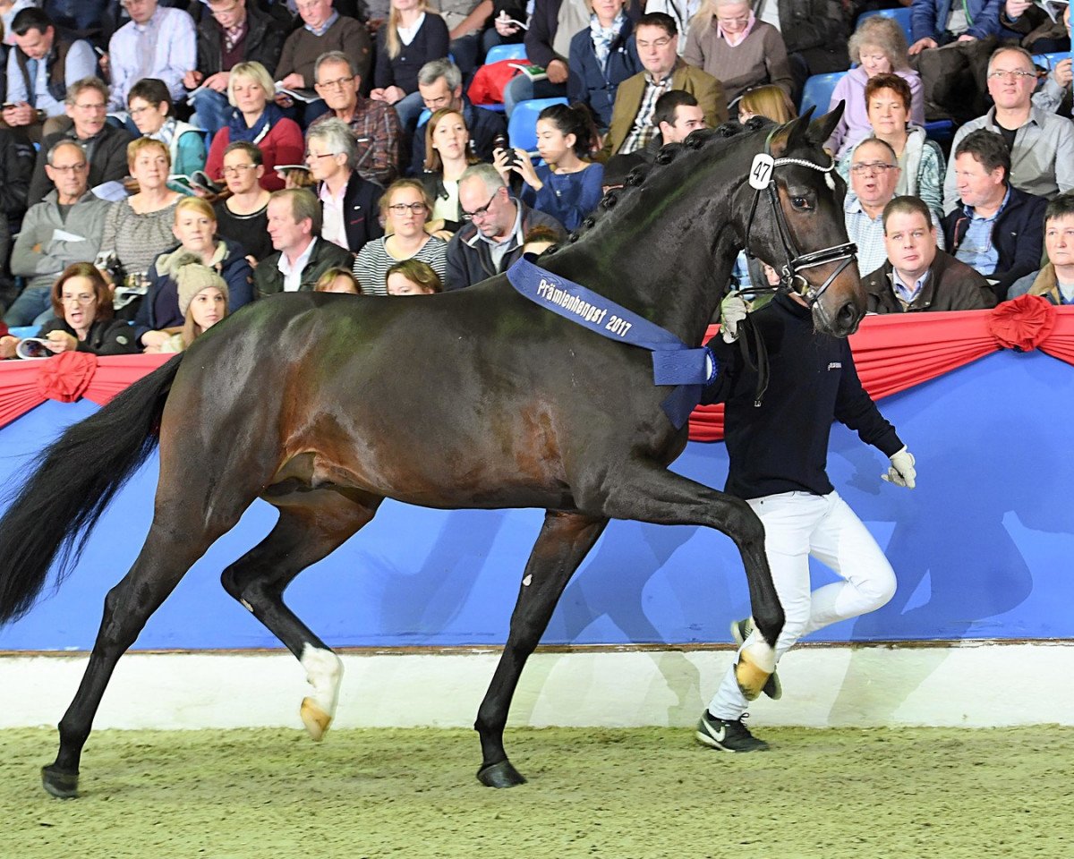 Deckhengst Diamond First (Oldenburger, 2015, von Diamond Hit)