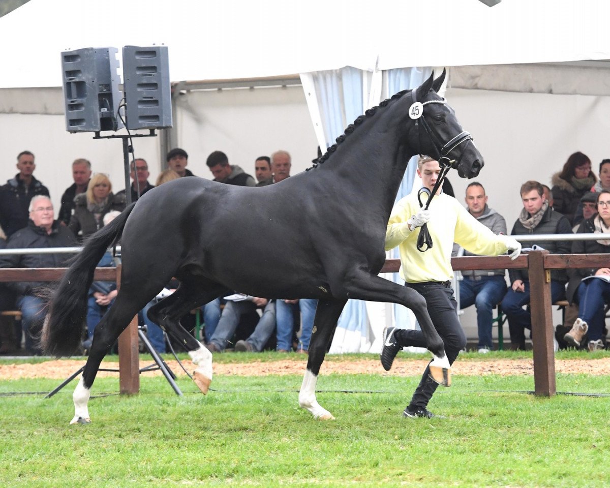 Deckhengst Dancier Gold FRH (Hannoveraner, 2015, von Dancier)