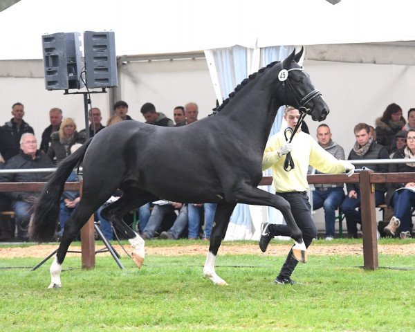 stallion Dancier Gold FRH (Hanoverian, 2015, from Dancier)