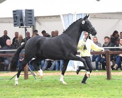 stallion Dancier Gold FRH (Hanoverian, 2015, from Dancier)