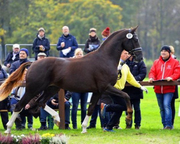 stallion Nechristo (Hanoverian, 2015, from Negro)