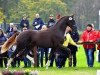 stallion Nechristo (Hanoverian, 2015, from Negro)