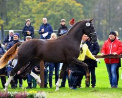 stallion Nechristo (Hanoverian, 2015, from Negro)