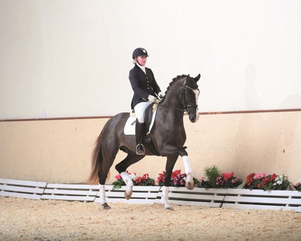 stallion Sezuan's Donnerhall (Oldenburg, 2015, from Sezuan)